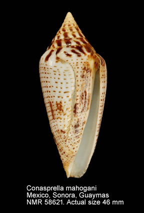 Conasprella mahogani.jpg - Conasprella mahogani(Reeve,1843)
